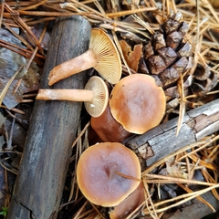 Lactarius hepaticus