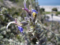 Salvia granatensis