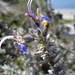 Salvia granatensis - Photo (c) Miguel A. Casado, some rights reserved (CC BY-NC), uploaded by Miguel A. Casado