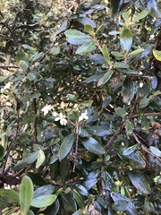 Olearia persoonioides