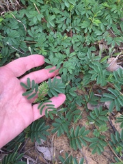 Mimosa strigillosa