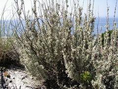 Salvia granatensis