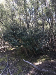 Olearia persoonioides