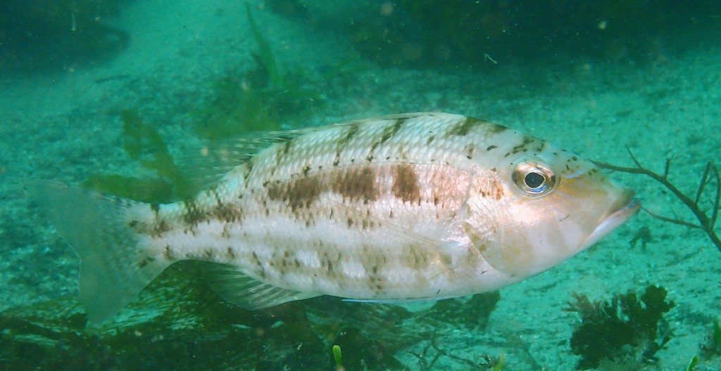 Threadfin Emperor (Fishes of Cabbage Tree Bay Aquatic Reserve, Sydney