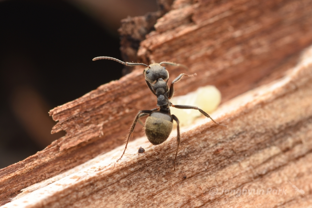 Dolichoderus bispinosus