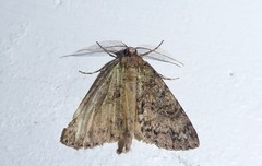 Pseudocoremia suavis