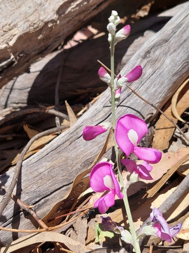 Image of Swainsona greyana by (c) Nina Kerr, some rights reserved (CC BY)