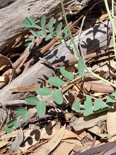Image of Swainsona greyana by (c) Nina Kerr, some rights reserved (CC BY)