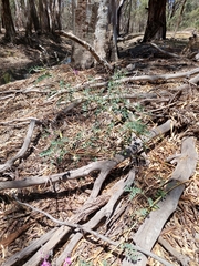Nina Kerr, CC BY, iNaturalist via GBIF Swainsona greyana, photograph Nina Kerr, CC BY, iNaturalist via GBIF