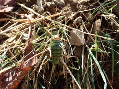 Ephippiger diurnus diurnus