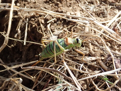 Ephippiger diurnus diurnus