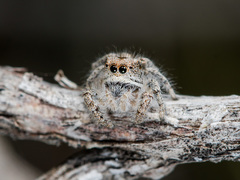 Pseudomogrus vittatus