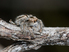 Pseudomogrus vittatus