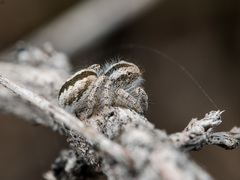 Pseudomogrus vittatus