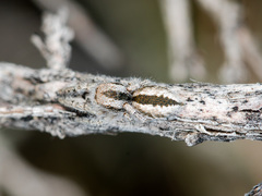 Pseudomogrus vittatus