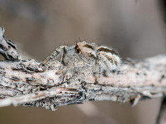 Pseudomogrus vittatus