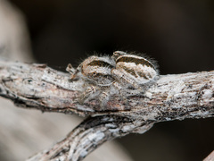 Pseudomogrus vittatus