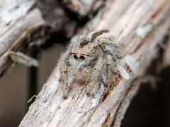 Pseudomogrus vittatus