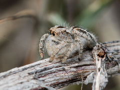 Pseudomogrus vittatus