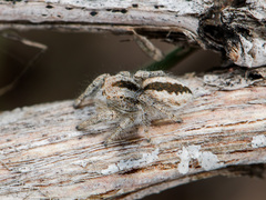 Pseudomogrus vittatus