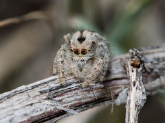 Pseudomogrus vittatus