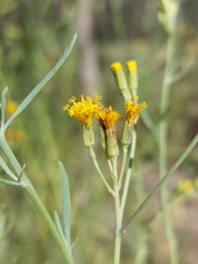 Senecio cunninghamii