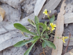 Goodenia fascicularis