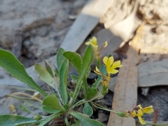 Goodenia fascicularis
