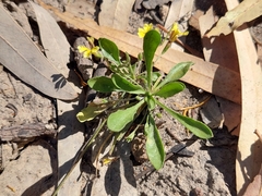 Goodenia fascicularis
