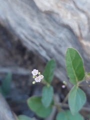 Boerhavia dominii