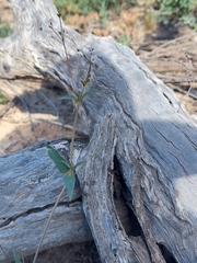 Boerhavia dominii