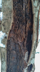 Biscogniauxia repanda