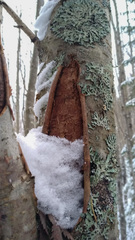 Biscogniauxia repanda