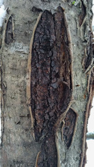 Biscogniauxia repanda