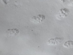 Mustela putorius