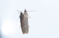 Eudonia leptalaea
