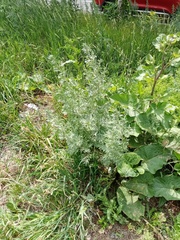 Artemisia absinthium