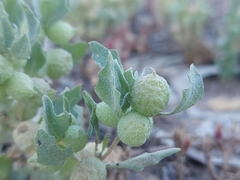 Atriplex holocarpa