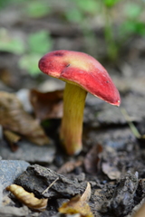 Hortiboletus rubellus