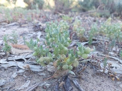 Atriplex holocarpa