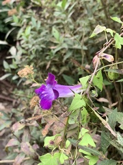 Maurandya scandens