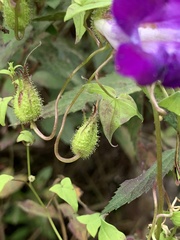 Maurandya scandens