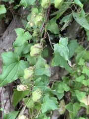 Maurandya scandens