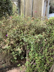Maurandya scandens