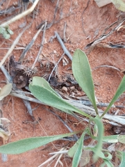 Goodenia fascicularis