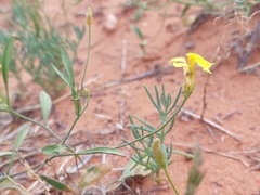 Goodenia fascicularis