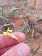 Goodenia fascicularis