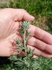 Artemisia absinthium