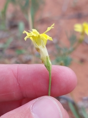 Goodenia fascicularis