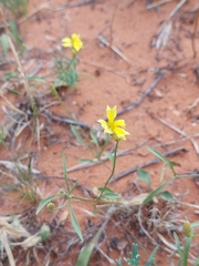 Goodenia fascicularis